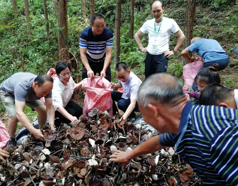 拉旦村村民正在”杉树+灵芝“基地内采收林芝(拍摄者:吴艳英).jpg